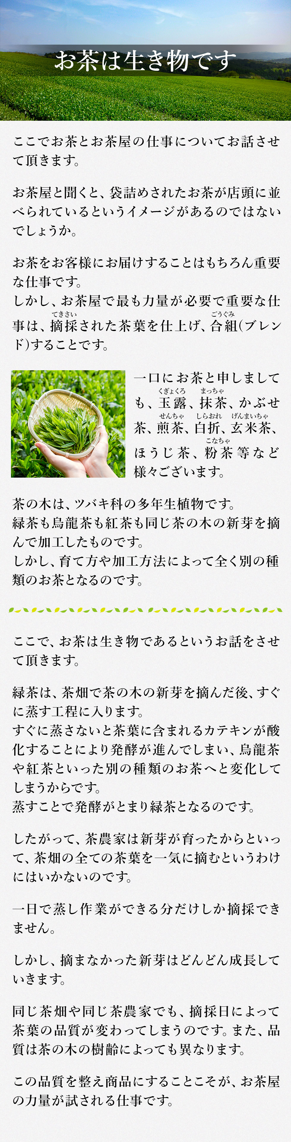 お茶は生き物です。
ここでお茶とお茶屋の仕事についてお話させて頂きます。
お茶屋と聞くと、袋詰めされたお茶が店頭に並べられているというイメージがあるのではないでしょうか。
お茶をお客様にお届けすることはもちろん重要な仕事です。
しかし、お茶屋で最も力量が必要で重要な仕事は、摘採(てきさい)された茶葉を仕上げ、合組(ごうぐみ)(ブレンド)する　ことです。
一口にお茶と申しましても、玉露(ぎょくろ)、抹茶(まっちゃ)、かぶせ茶、煎茶(せんちゃ)、白(しら)折(おれ)、玄米(げんまい)茶、ほうじ茶、粉(こな)茶(ちゃ)等など様々ございます。
茶の木は、ツバキ科の多年生(たねんせい)植物(しょくぶつ)です。緑茶も烏龍茶も紅茶も同じ茶の木の新芽を摘んで加工したものです。しかし、育て方や加工方法によって全く別の種類のお茶となるのです。
ここで、お茶は生き物であるというお話をさせて頂きます。
緑茶は、茶畑で茶の木の新芽を摘んだ後、すぐに蒸す工程に入ります。
すぐに蒸さないと茶葉に含まれるカテキンが酸化することにより発酵が進んでしまい、烏龍茶や紅茶といった別の種類のお茶へと変化してしまうからです。
蒸すことで発酵がとまり緑茶となるのです。
したがって、茶農家は新芽が育ったからといって、茶畑の全ての茶葉を一気に摘むというわけにはいかないのです。
一日で蒸し作業ができる分だけしか摘採(てきさい)できません。
しかし、摘まなかった新芽はどんどん成長していきます。
同じ茶畑や同じ茶農家でも、摘採(てきさい)日によって茶葉の品質が変わってしまうのです。また、品質は茶の木の樹齢によっても異なります。
この品質を整え商品にすることこそが、お茶屋の力量が試される仕事です。
